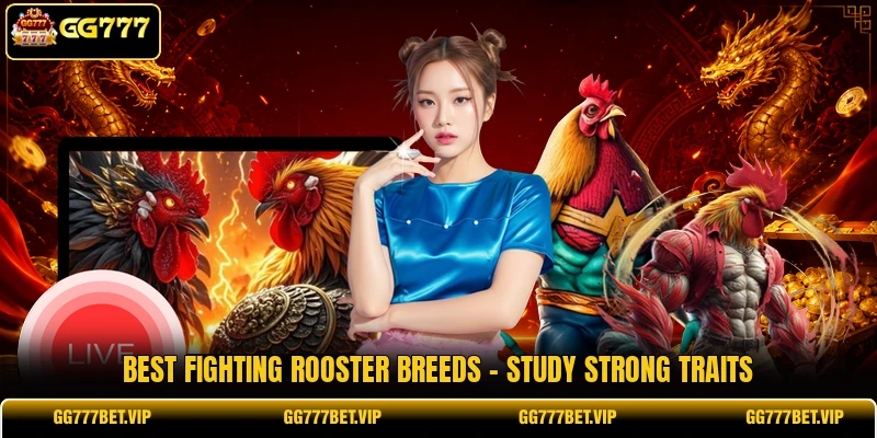Best Fighting Rooster Breeds - Study Strong Traits