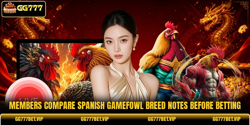 Members compare Spanish gamefowl breed notes before betting Members compare Spanish gamefowl breed notes before betting