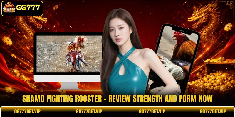 Shamo Fighting Rooster - Review Strength And Form Now