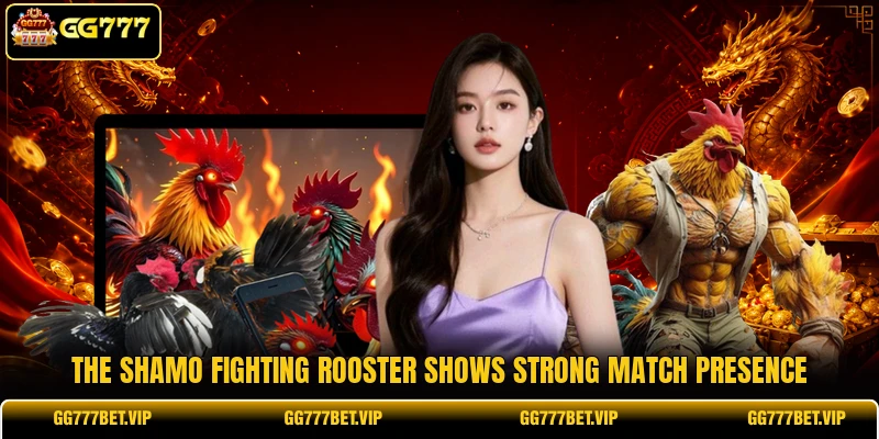The Shamo fighting rooster shows strong match presence The Shamo fighting rooster shows strong match presence